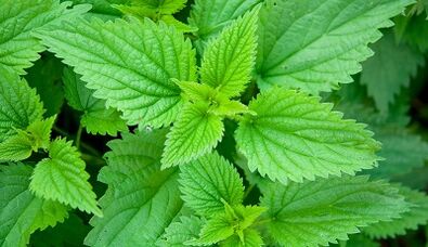 Herb for removing parasites from the body