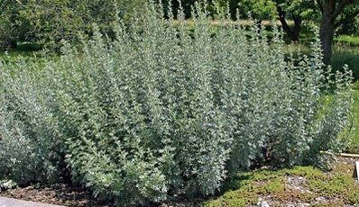 How to remove parasites from the body with herb