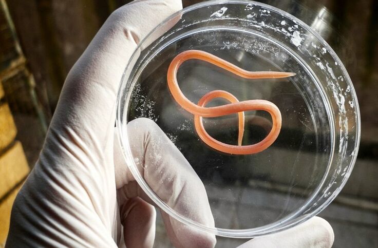 The types of parasites