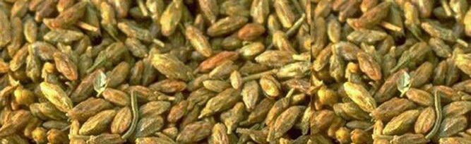 citvar seed has activity against parasites