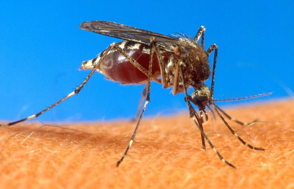 mosquito bites as a route of infection with worms