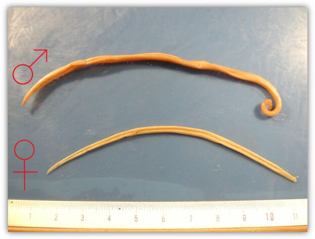 The size of the roundworm